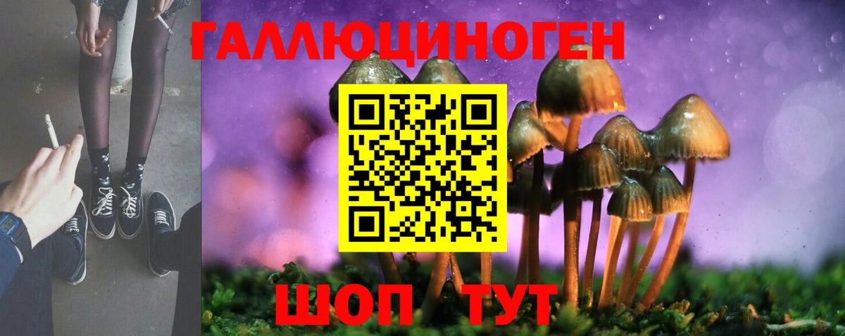 Псилоцибиновые грибы Psilocybe Гатчина